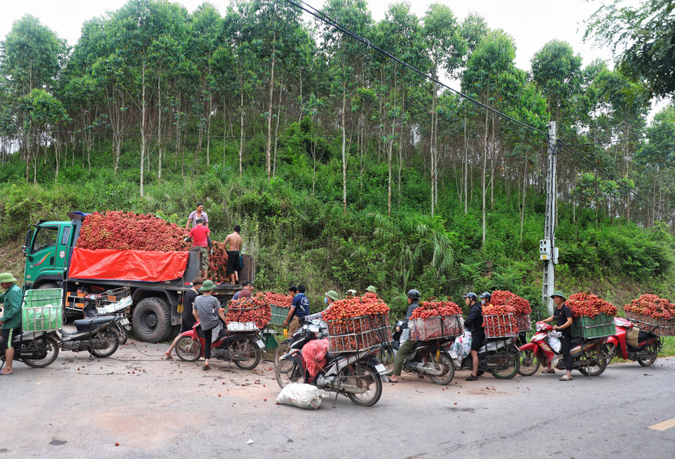 Người dân xếp hàng chờ bán vải tại điểm cân cách hàng chục km. (Ảnh: Danh Lam/TTXVN)