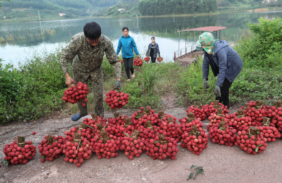 Xã Sơn Hải là một trong 4 xã vùng lòng hồ Cấm Sơn, huyện Lục Ngạn (Bắc Giang) và là xã đặc biệt khó khăn. Toàn xã có 911 hộ thì có 213 hộ nghèo, cận nghèo. (Ảnh: Danh Lam/TTXVN)