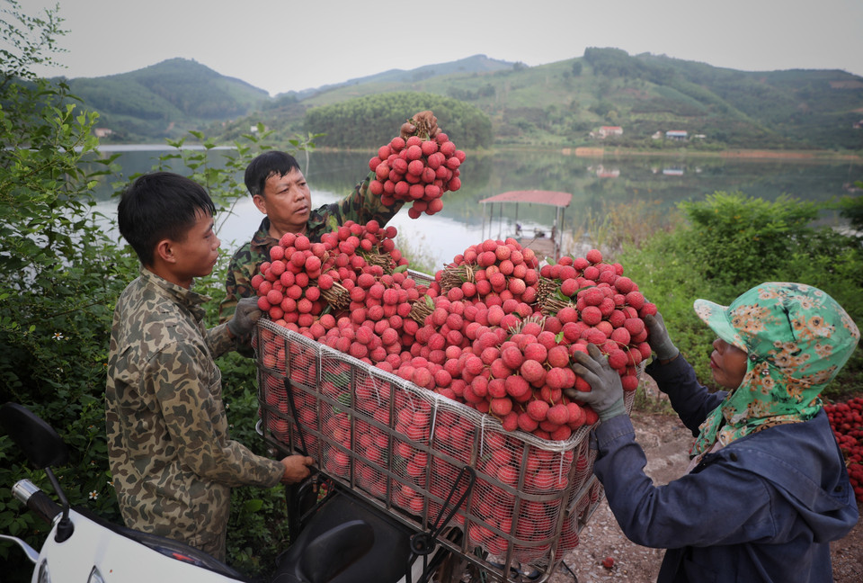 Người dân chuyển vải từ thuyền lên xe máy mang đi bán. (Ảnh: Danh Lam/TTXVN)
