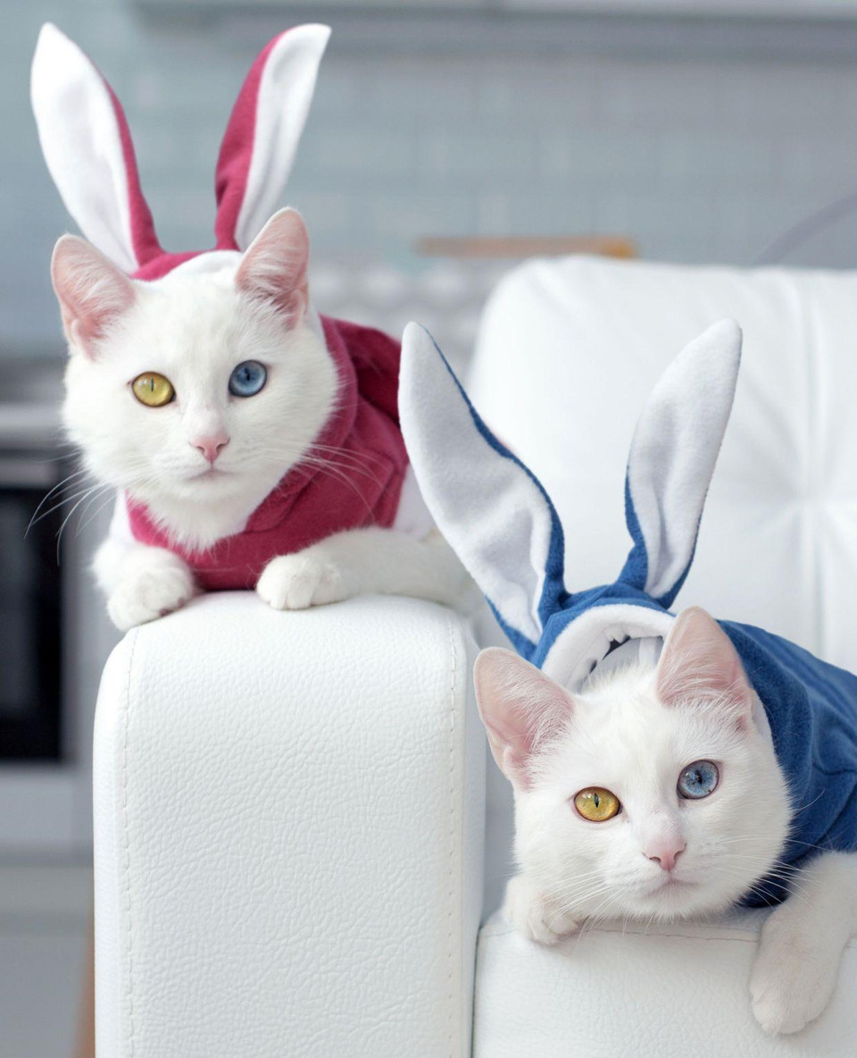 Những con mèo này mắc một hội chứng gọi là heterochromia iridis (loạn sắc tố mống mắt) khiến mỗi mắt có một màu khác nhau. (Nguồn: Caters News)