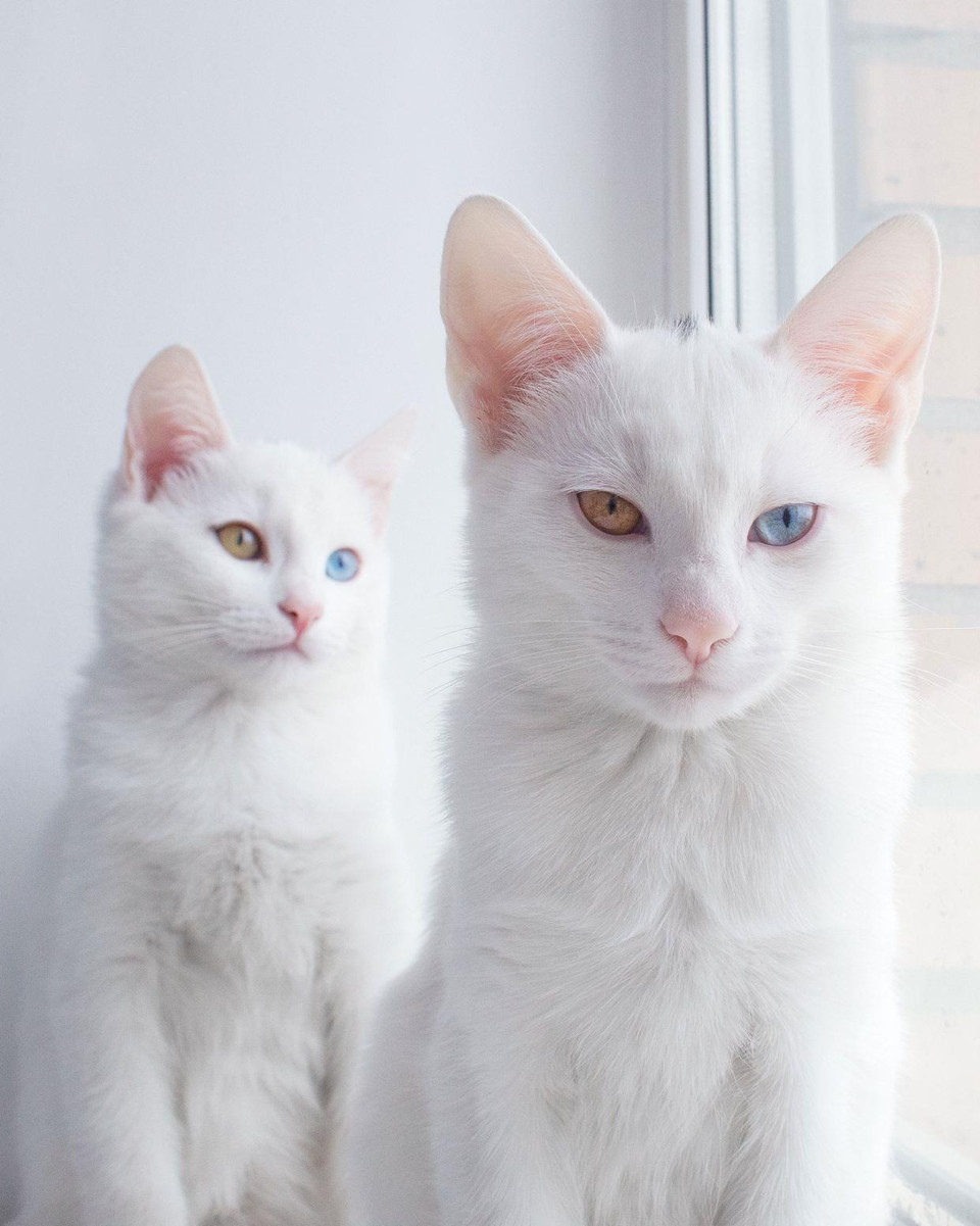 Dyagilev nói: 'Khi tôi thấy một quảng cáo trên mạng xã hội nói rằng hai chú mèo con đang tìm kiếm một ngôi nhà mới, tôi không bao giờ tưởng tượng rằng tôi sẽ nuôi cả hai. Sau đó, tôi đã xem những bức ảnh của chúng và thấy chúng cần được ở bên nhau. Và trái tim tôi đã tan chảy.' (Nguồn: Caters News)