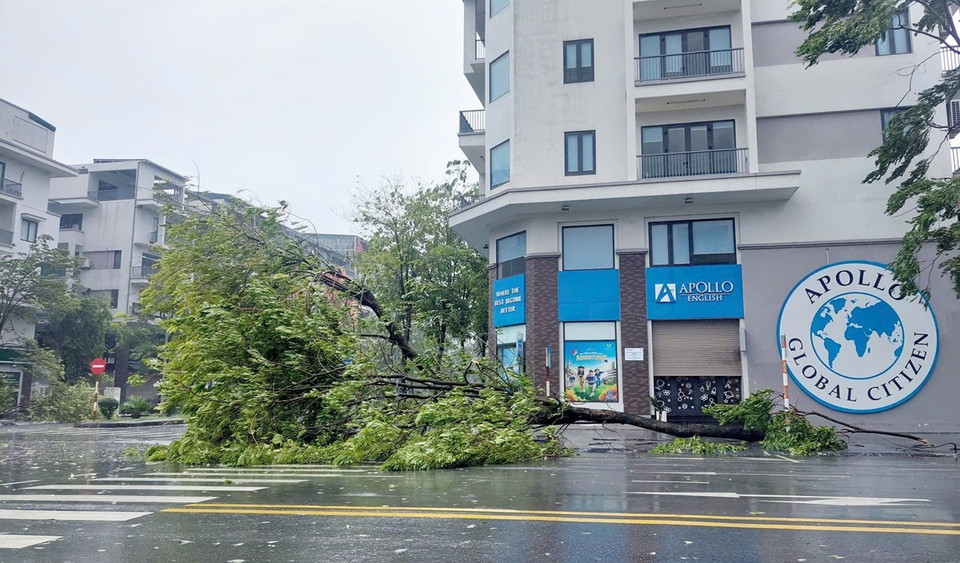 Tại thành phố Hạ Long, Quảng Ninh, rất nhiều cây xanh gãy đổ, biển quảng cáo bay tứ tung rất nguy hiểm. (Ảnh: Thanh Vân/TTXVN)
