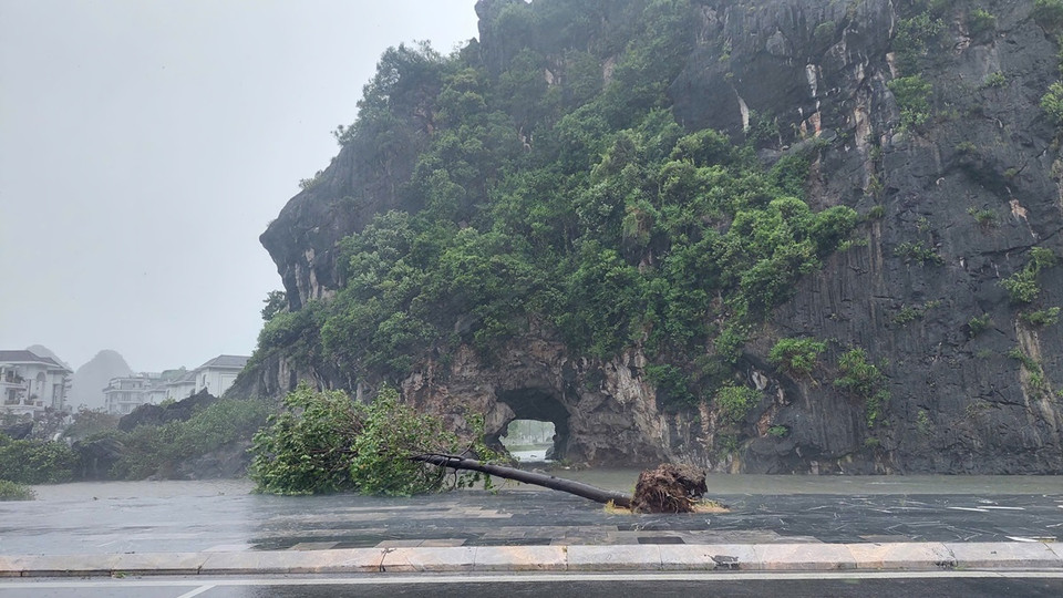 Tại thành phố Hạ Long, Quảng Ninh, rất nhiều cây xanh gãy đổ, biển quảng cáo bay tứ tung rất nguy hiểm. (Ảnh: Thanh Vân/TTXVN)