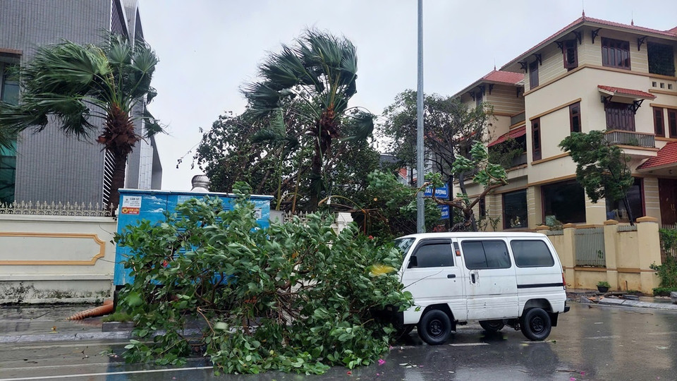 Tại thành phố Hạ Long, Quảng Ninh, rất nhiều cây xanh gãy đổ, biển quảng cáo bay tứ tung rất nguy hiểm. (Ảnh: Thanh Vân/TTXVN)