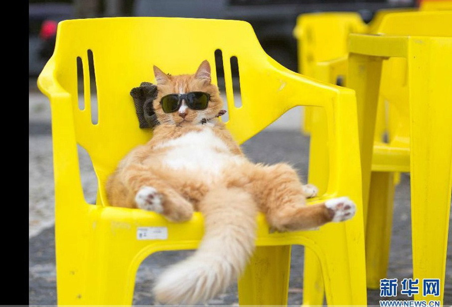 Ngày 14/3, một chú mèo đeo kính râm ngồi nghỉ ngơi, tắm nắng trên bãi biển ở Rio de Janeiro, Brazil. Nhìn chú mèo sành điệu này người ta nghĩ ngay đến chú mèo hoạt hình nổi tiếng Garfield. (Nguồn: Xinhua)