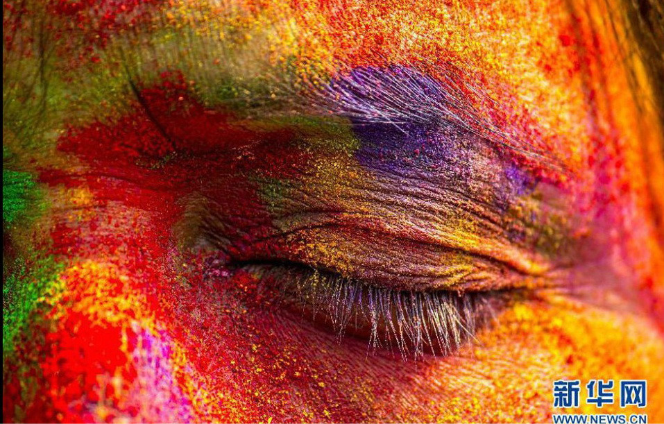 Khuôn mặt phủ đầy bột màu của một phụ nữ Ấn Độ trong lễ hội Holi. Là một truyền thống lâu đời, lễ hội Holi đánh dấu sự kết thúc của mùa Đông và ăn mừng chiến thắng của cái thiện trước cái ác. Những người tham dự lễ hội sẽ đốt lửa, ném bột màu gọi là gulal vào nhau, ăn đồ ngọt và nhảy các điệu nhảy truyền thống. (Nguồn: Xinhua)