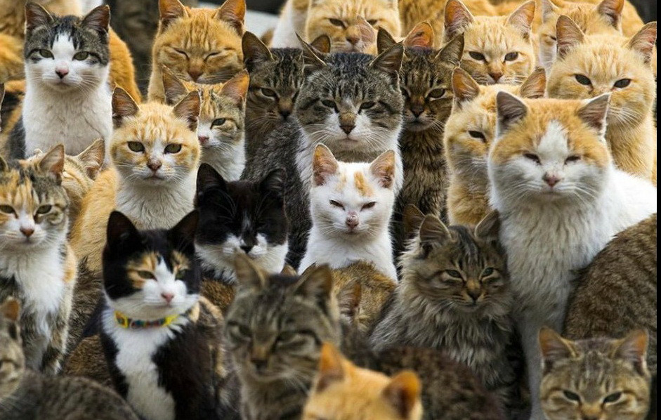 Hòn đảo hẻo lánh nằm ở phía nam Nhật Bản, Aoshima, là nơi trú ngụ của 22 người và hơn 120 con mèo.(Nguồn: Xinhua)