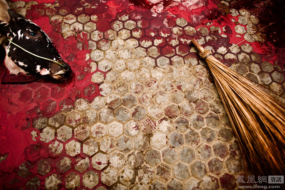 Một con bò làm vật tế thần trong một nghi lễ của Đạo Hồi. (Nguồn: ifeng.com)