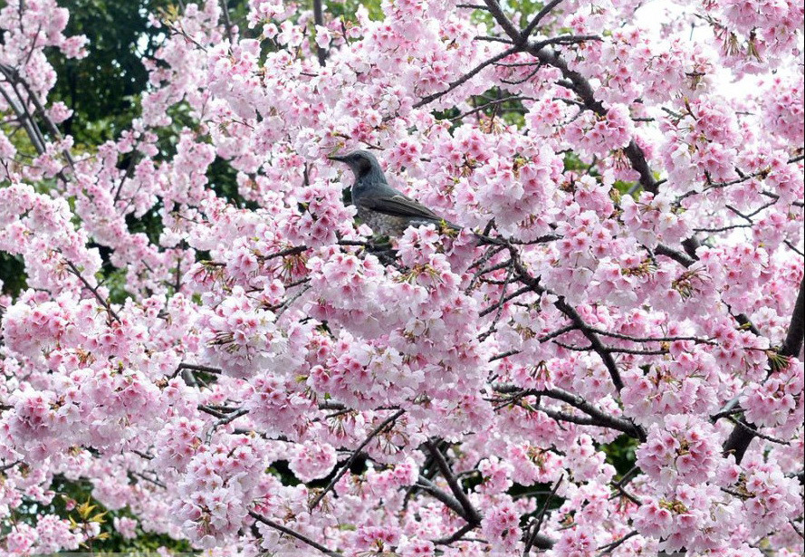 Hoa anh đào nở rực tại một công viên ở Tokyo, Nhật Bản vào ngày 20/3. (Nguồn: Xinhua)