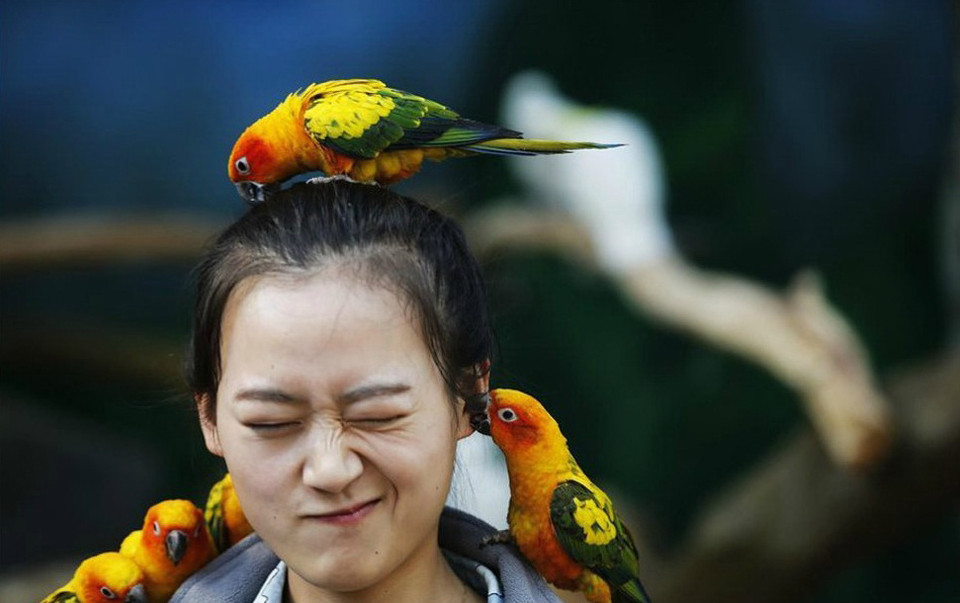 Ngày 19/3, hơn 500 con vẹt tại vườn thú Côn Minh, tỉnh Vân Nam, Trung Quốc vây quanh các du khách. (Nguồn: Xinhua)