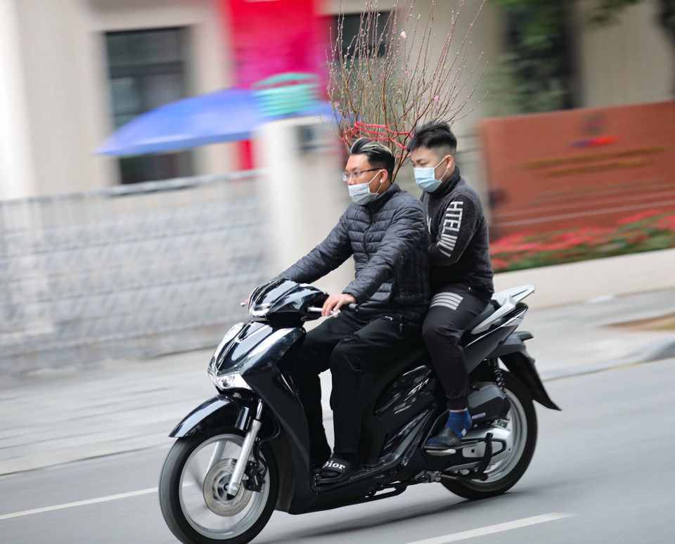 Mang cành đào Xuân về nhà thế này nếu gặp cảnh sát giao thông sẽ được mang thêm vé phạt vì không đội mũ bảo hiểm. (Ảnh: Thanh Tùng/TTXVN)