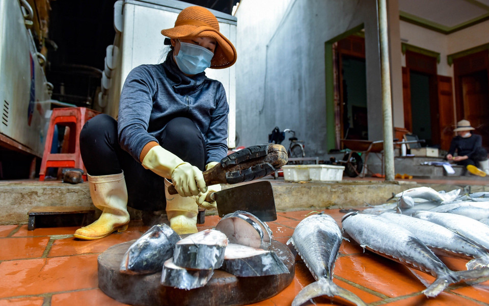 Cá sau khi giã đông tự nhiên sẽ rửa sạch và xẻ thành lát để chuẩn bị đưa lên giàn nướng. (Ảnh: TTXVN phát)