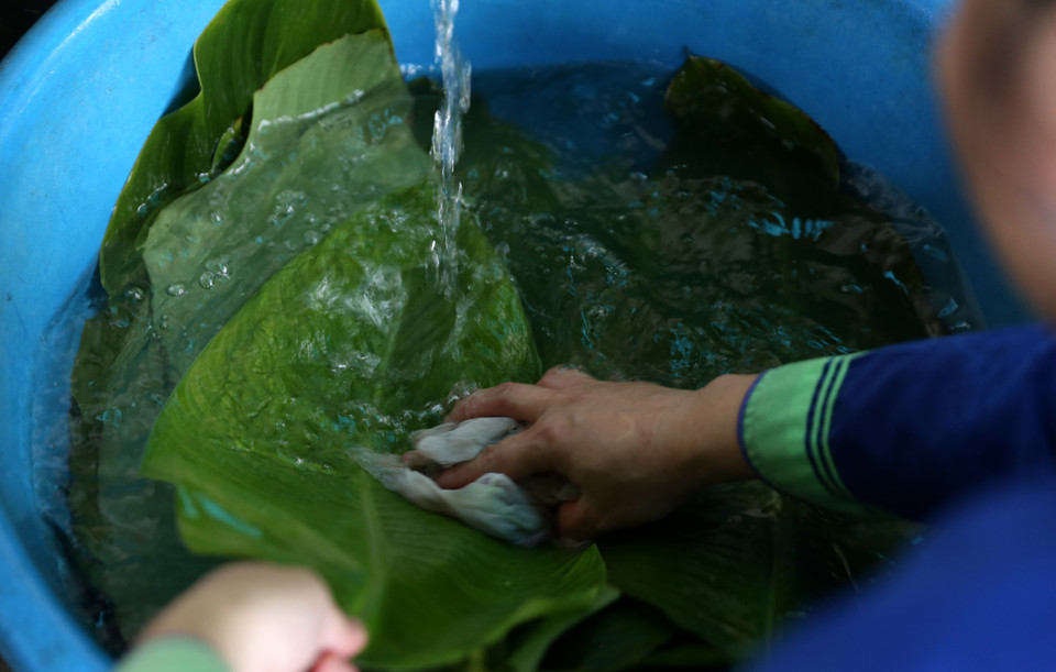 Rửa lá dong, sau đó để khô nước mới đem đi gói. (Ảnh: Quốc Khánh/TTXVN)