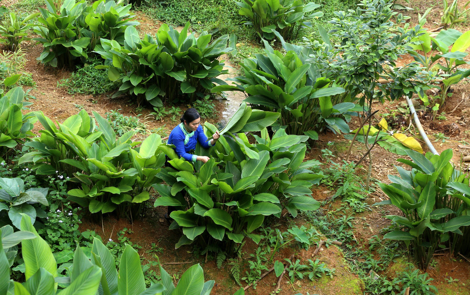 Lá dong được trồng ngay tại vườn nhà. Chỉ những lá non mói được cắt về gói bánh. (Ảnh: Quốc Khánh/TTXVN)