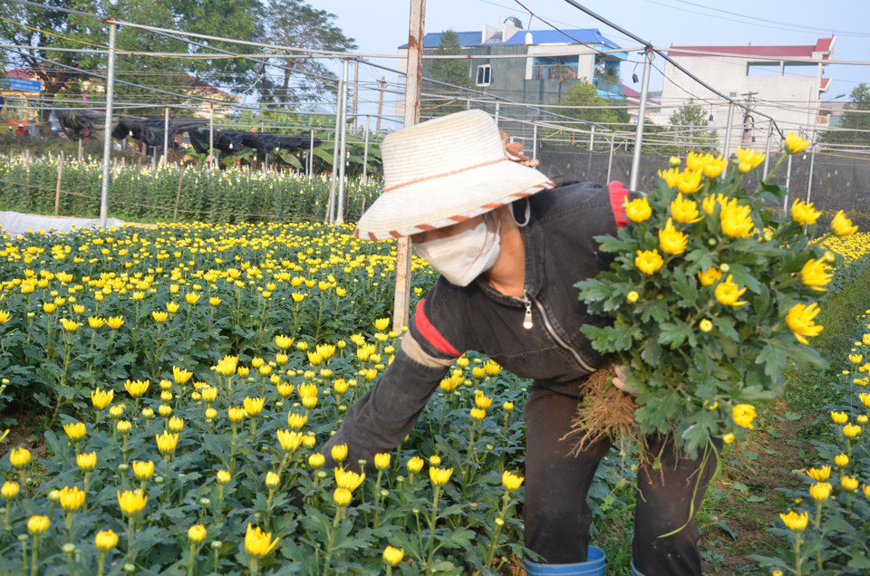 Dịp Tết Nguyên đán Nhâm Dần 2022, người trồng hoa nơi đây đang rất phấn khởi vì vụ hoa được mùa, được giá gấp đôi so với năm ngoái. (Ảnh: Hoa Mai/TTXVN)