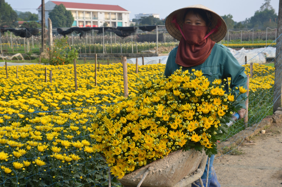 Thu hoạch hoa cúc tại làng hoa Đông Cương (thành phố Thanh Hóa, tỉnh Thanh Hóa). (Ảnh: Hoa Mai/TTXVN)
