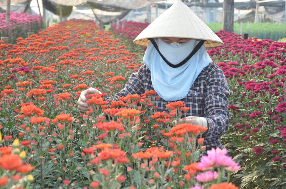 Chăm sóc hoa tại làng hoa Đông Cương (thành phố Thanh Hóa, tỉnh Thanh Hóa). (Ảnh: Hoa Mai/TTXVN)