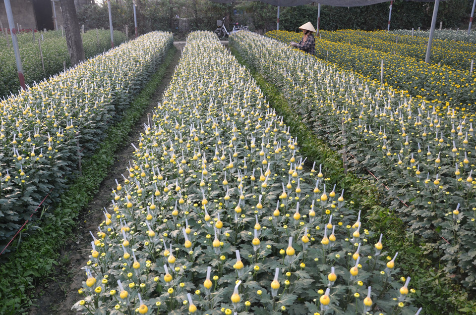 Vườn hoa cúc tại làng hoa Đông Cương (thành phố Thanh Hóa, tỉnh Thanh Hóa). (Ảnh: Hoa Mai/TTXVN)