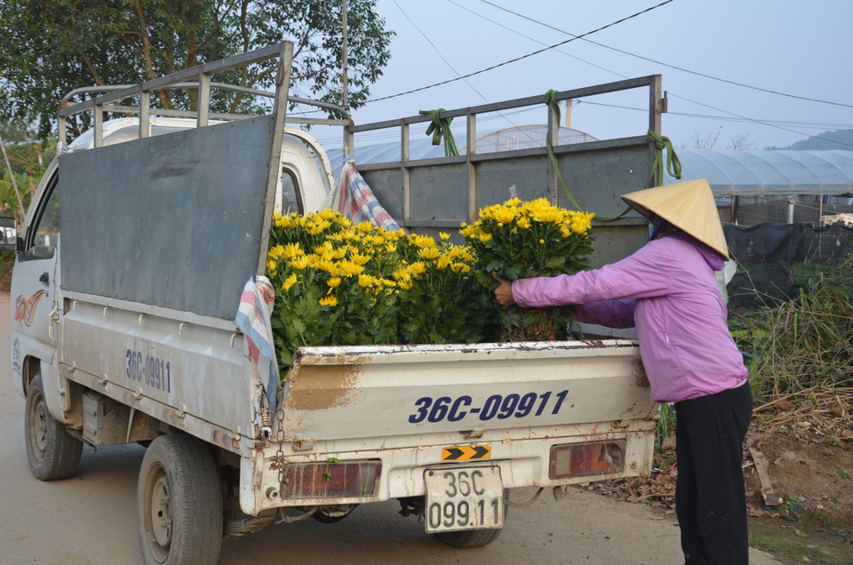 Vận chuyển hoa mang đi tiêu thụ. (Ảnh: Hoa Mai/TTXVN)
