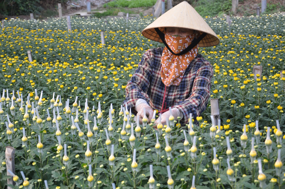 Gia đình chị Lê Thị Hạnh (thôn 2, phường Đông Cương) trồng hơn 4 sào hoa cúc với khoảng 10 vạn gốc cúc đại đóa, cúc kim cương. (Ảnh: Hoa Mai/TTXVN)