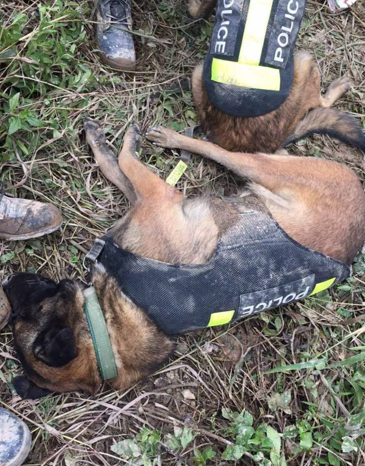 Ngay cả những chú chó cứu hộ cũng mệt nhoài. (Nguồn: CCTV)