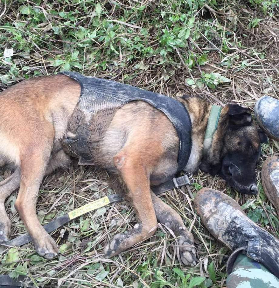 Ngay cả những chú chó cứu hộ cũng mệt nhoài. (Nguồn: CCTV)