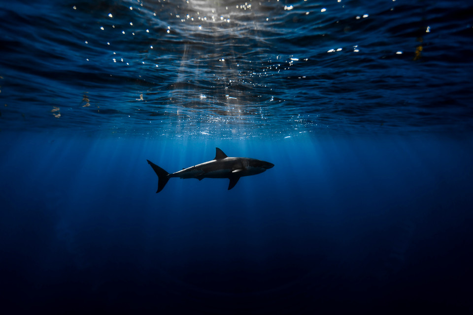 Ánh sáng huyền diệu