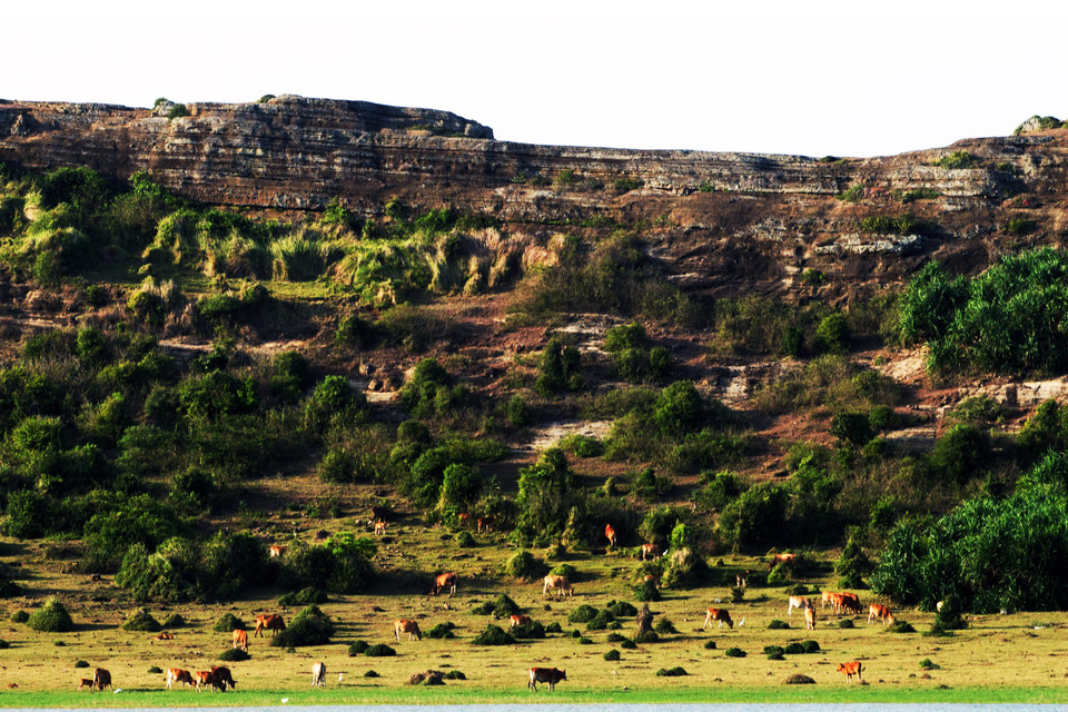 Trước đây khi hồ đầy nước, trâu bò không thể xuống tận dưới lòng hồ để ăn cỏ. (Ảnh: Doãn Đức/Vietnam+)