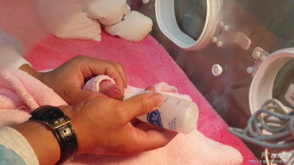 Gấu trúc uống sữa. (Nguồn: QQ)