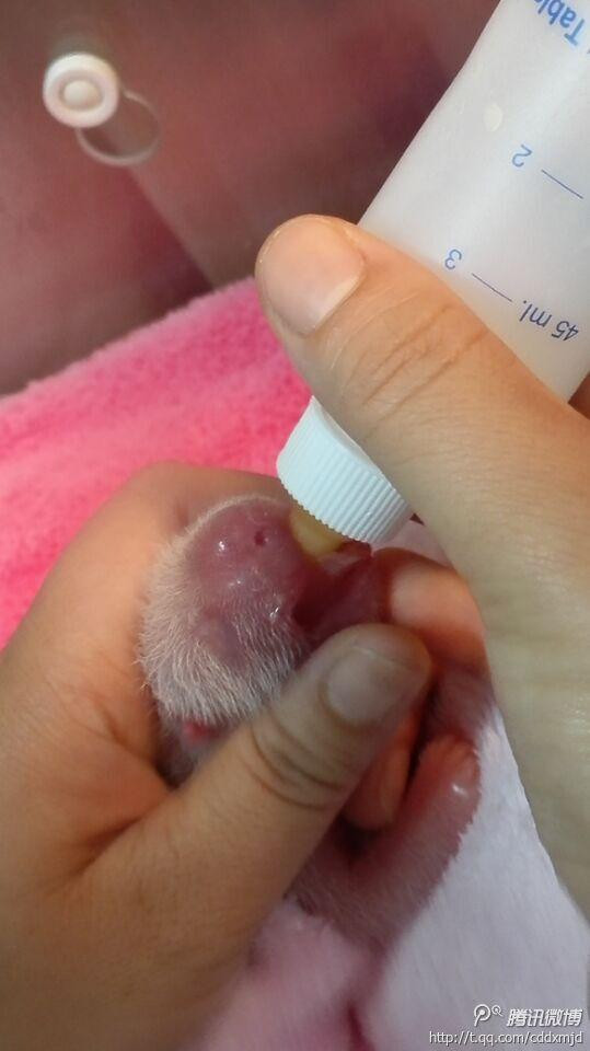 Cận cảnh nhân viên trung tâm gấu trúc Thành Đô chăm sóc cô gấu trúc vừa chào đời. (Nguồn: QQ)