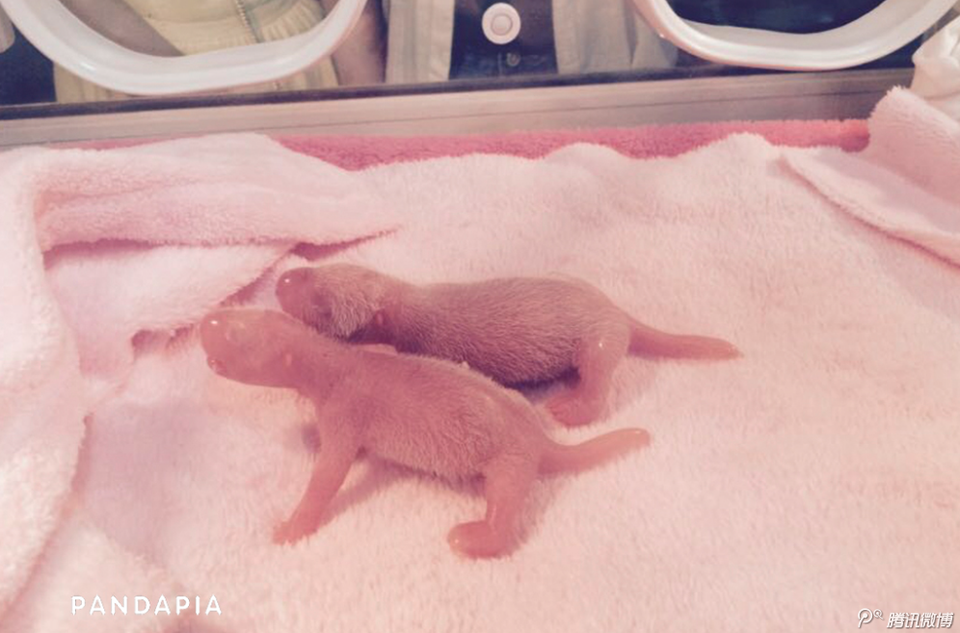 Đây là một ca phối giống thành công của Trung tâm Nghiên cứu và Phối giống Gấu trúc Thành Đô. (Nguồn: QQ)