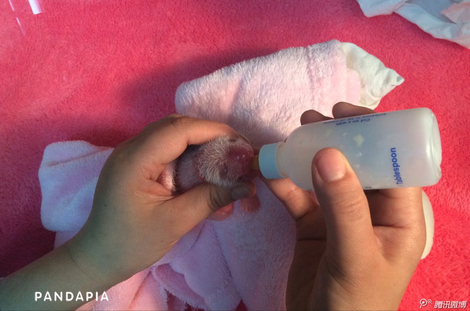 Cho gấu trúc mới chào đời uống sữa. (Nguồn: QQ)