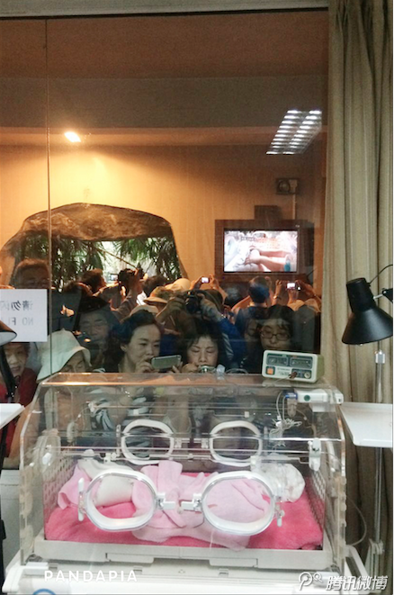 Người dân thích thú được ngắm nhìn cặp gấu trúc sinh đôi. (Nguồn: QQ)