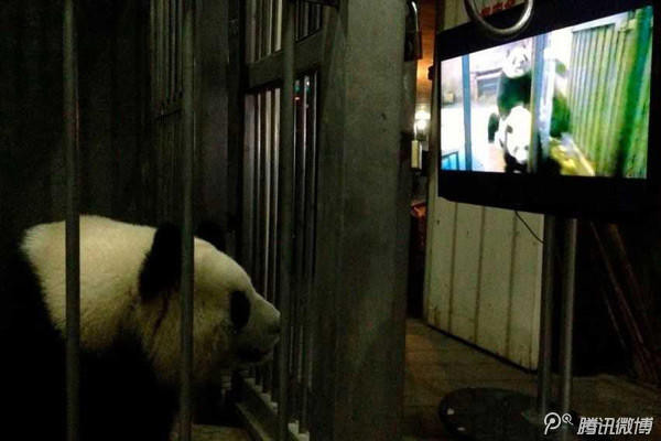 Gấu trúc mẹ học cách giao phối. (Nguồn: QQ)