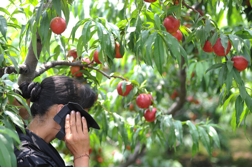 Vườn đào chín ở Thiểm Tây, Trung Quốc. (Nguồn: QQ)