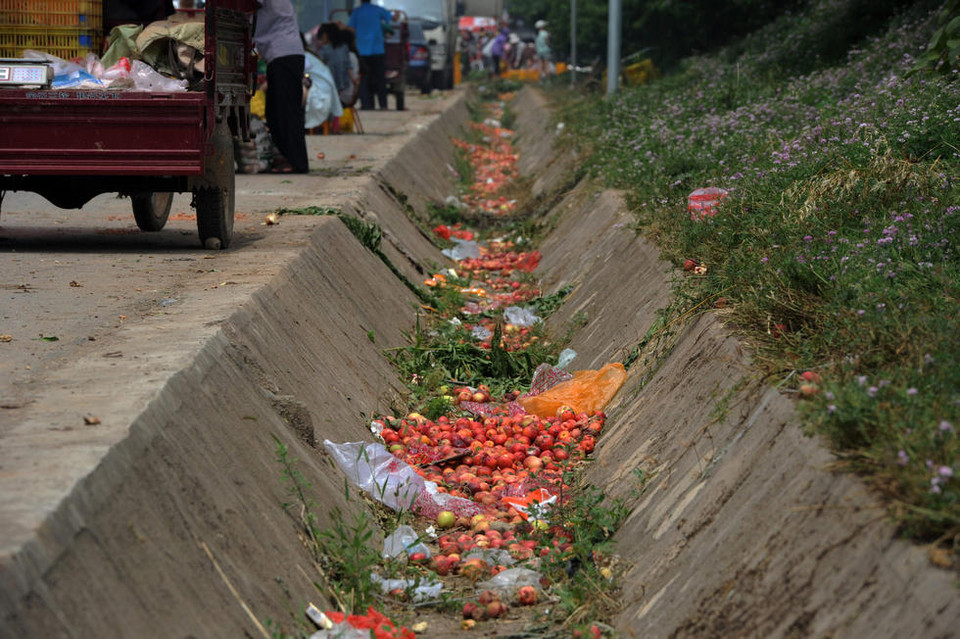 Đào chín bị đổ xuống mương cạn ngay trên đường. (Nguồn: QQ)