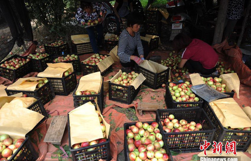 Theo Chinadaily, 1kg đào này chỉ có giá 1 nhân dân tệ (khoảng 3.500 đồng). (Nguồn: Chinanews.com)