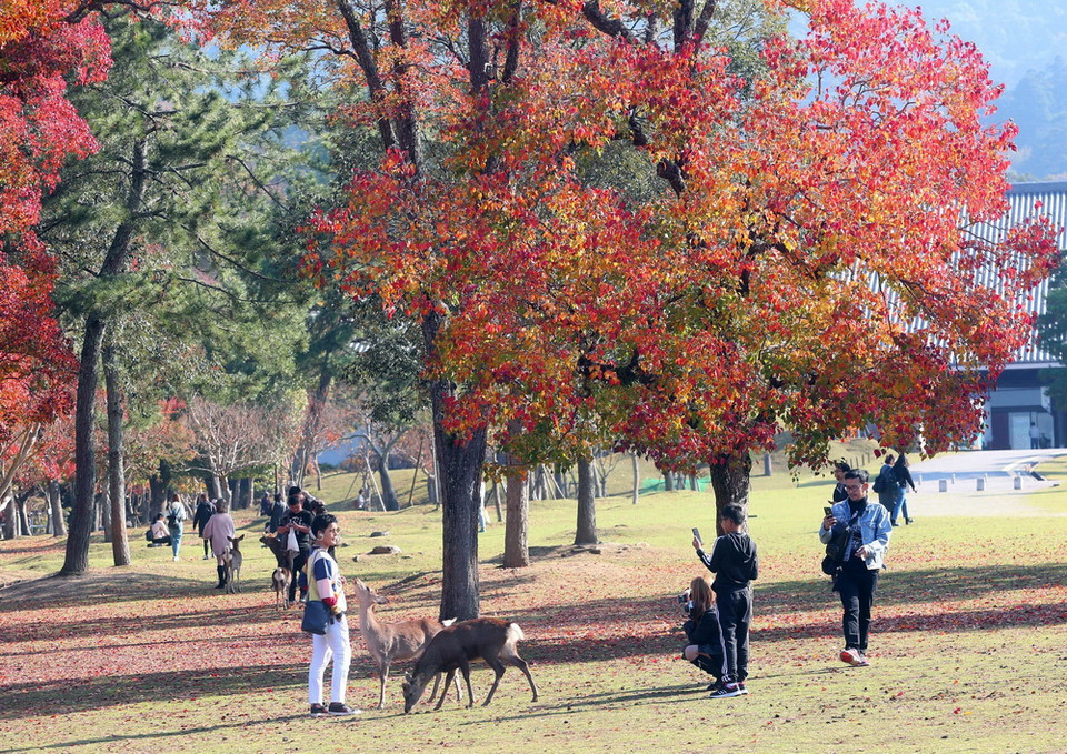 Loài hươu ở đây rất gần gũi với con người bởi chúng đã được người dân địa phương thuần hóa, nên khi đến đây, du khách có thể thoải mái làm quen, vui đùa cùng bầy hươu. (Ảnh: Huy Hùng/TTXVN)