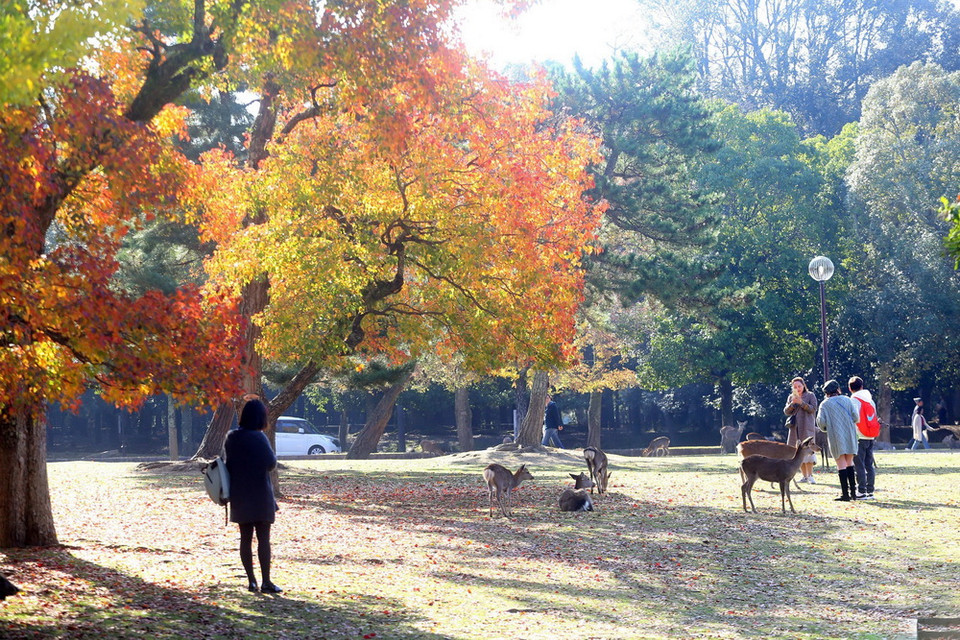 Công viên Nara được xây dựng vào năm 1880, tọa lạc ở nơi thu hút du khách nhất thành phố Nara, Nhật Bản. (Ảnh: Huy Hùng/TTXVN)