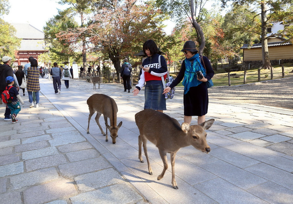Công viên Nara là một trong những điểm du lịch khá nổi tiếng của du lịch Nhật Bản. (Ảnh: Huy Hùng/TTXVN)