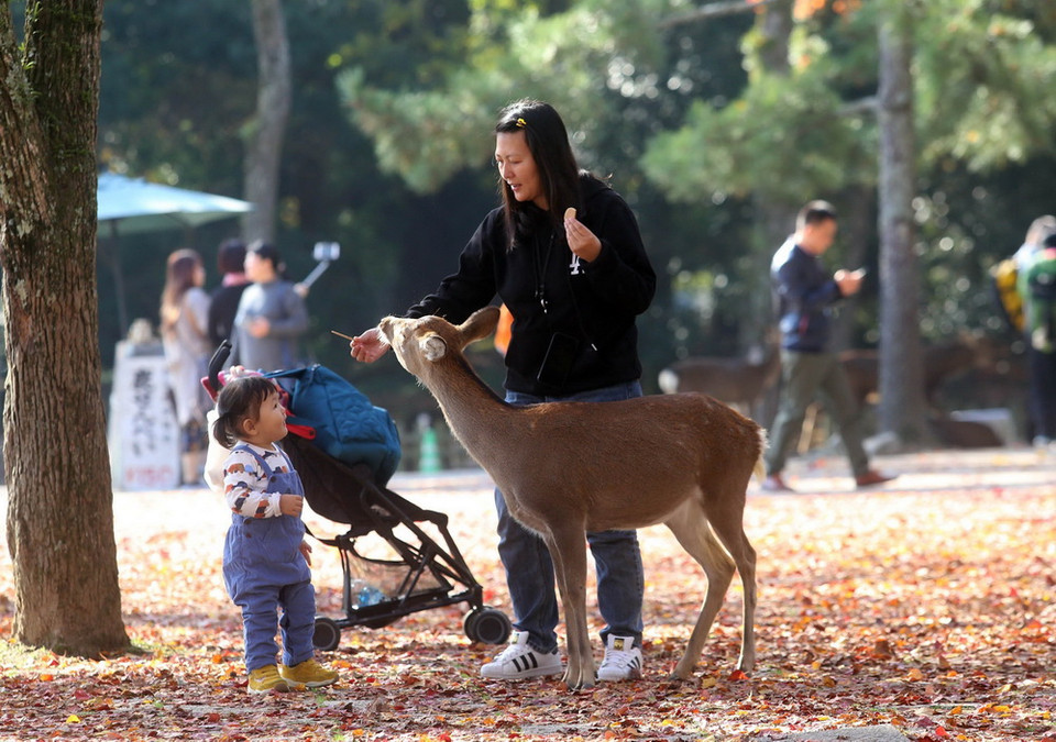 Hươu Nara đã được thuần hóa từ lâu đời nên chúng có thể tiếp cận với con người một cách rất tự nhiên. (Ảnh: Huy Hùng/ TTXVN)