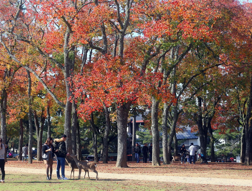 Nét độc đáo của công viên này ở chỗ là nơi tập trung của hàng trăm con hươu. Hươu được xem như là sứ giả của các vị thần đạo Shinto và hiện cũng đã trở thành biểu tượng của thành phố Nara. (Ảnh: Huy Hùng/TTXVN)