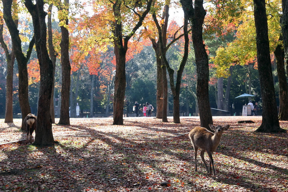 Công viên tọa lạc ở nơi thu hút du khách nhất thành phố Nara với những địa điểm nổi tiếng như chùa Todaiji, đền Kasuga Taisha, chùa Kofukuji và bảo tàng quốc tế Nara. Hươu Nara đã được thuần hóa từ lâu đời nên chúng có thể tiếp cận với con người một cách rất tự nhiên. (Ảnh: Huy Hùng/TTXVN)