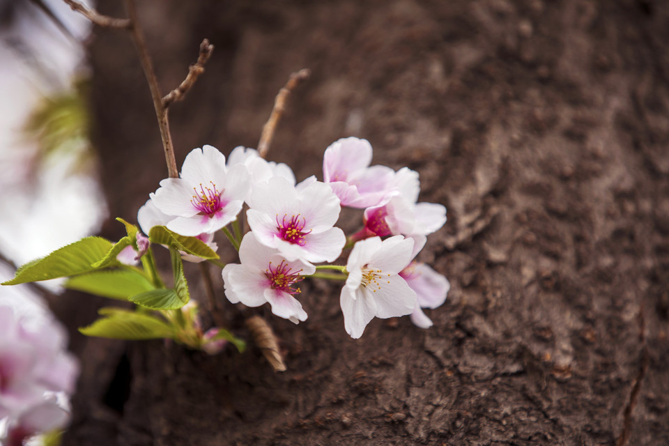  Trong thời gian diễn ra lễ hội từ ngày 4-9/4/2023, toàn bộ khu vực xung quanh đều bị phong tỏa để dành không gian cho người đi bộ ngắm hoa và chụp ảnh. (Ảnh: Anh Nguyên/TTXVN)
