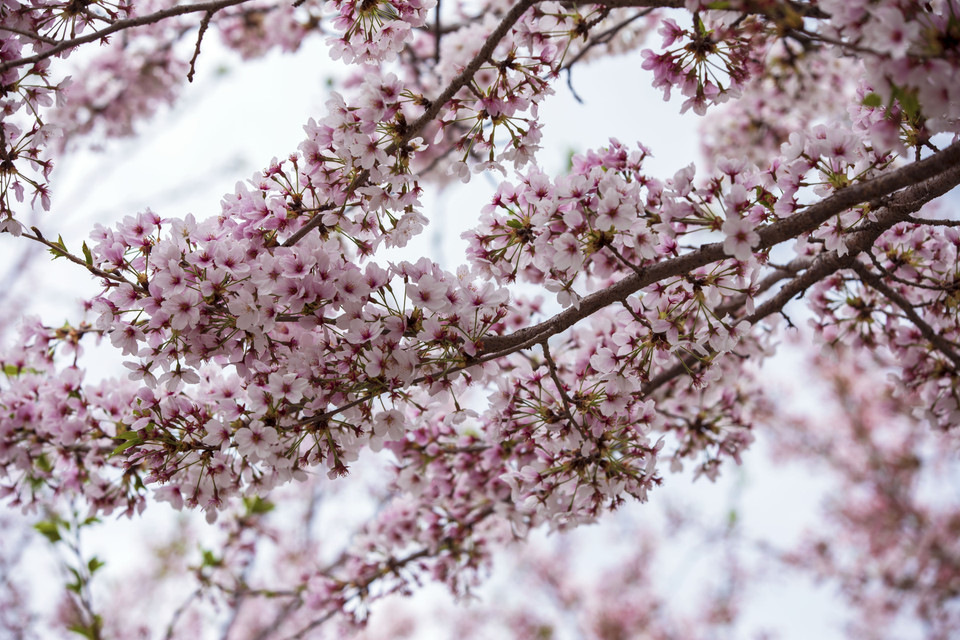 Hoa anh đào dọc hai bên đường Yeouiseo phía sau tòa nhà Quốc hội Hàn Quốc khoe sắc thắm. (Ảnh: Anh Nguyên/TTXVN)