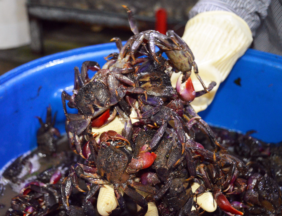 Đặc sản ba khía muối là niềm tự hào của người dân vùng đất cực Nam. (Ảnh: Huỳnh Anh/TTXVN)