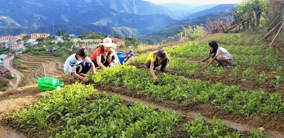 Ngoài giờ học tập, các em học sinh Trường phổ thông dân tộc bán trú Trung học cơ sở Thu Lũm chăm sóc vườn rau. (Ảnh: Việt Hoàng/TTXVN)