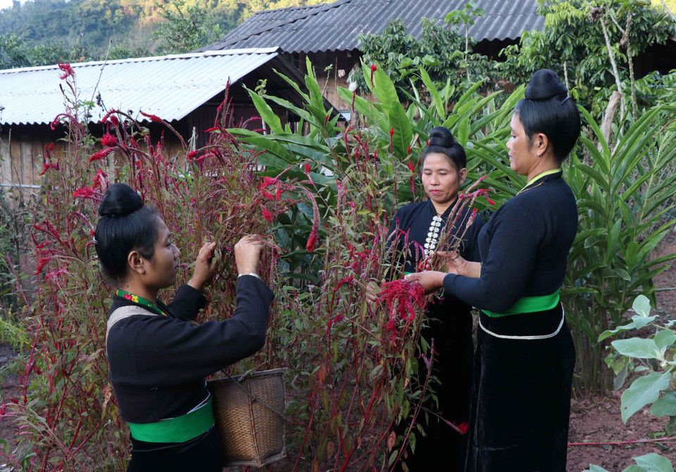 Đồng bào dân tộc Cống coi hoa màu gà là 'hoa thiêng,' mang nhiều ý nghĩa, là biểu tượng cho sự may mắn, tốt đẹp đến với mọi người. (Ảnh: Nguyễn Xuân Tiến/TTXVN)