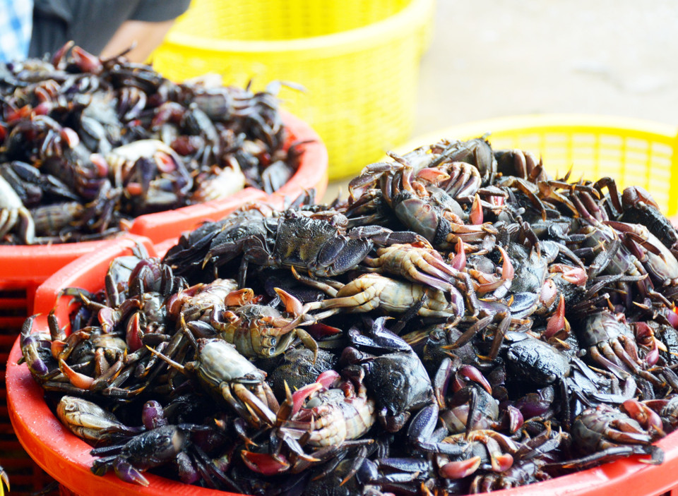 Ba khía được muối trong thời gian từ 3-5 ngày là có thể dùng được. (Ảnh: Huỳnh Anh/TTXVN)