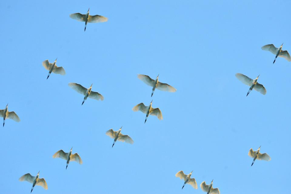 Từng đàn cò trắng bay rợp trời. (Ảnh: Minh Đức/TTXVN)